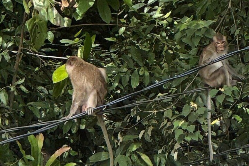 Dos monos sobre un cable en medio de una vegetación espesa. 5