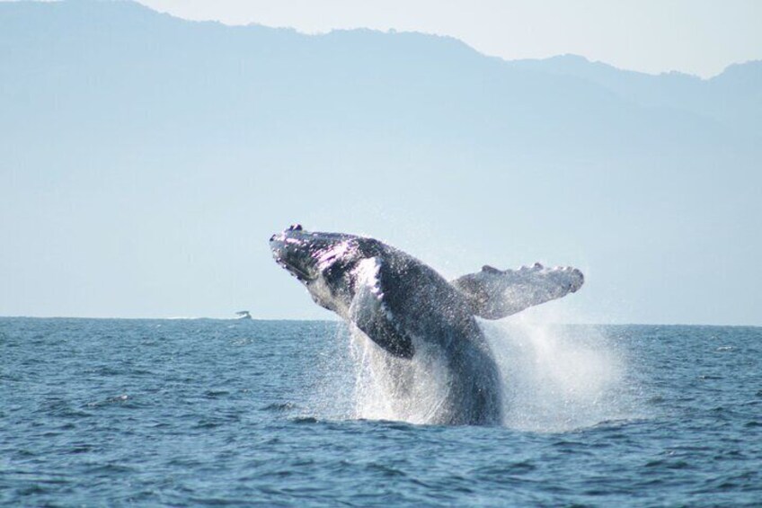 A whale breaching the ocean surface. 1