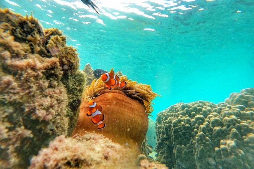Ko Samet 5 or 6 Islands Snorkeling Tour with Lunch option 5