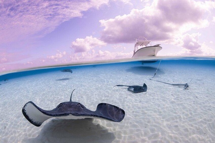 Cayman Adventure Stingrays Starfish plus Crystal Caves 5