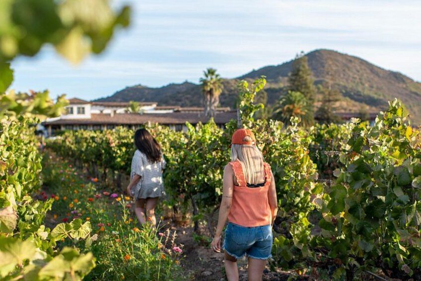 Walking in the vineyards 4