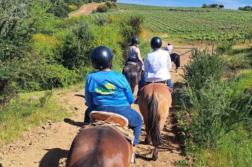 People riding horses on a dirt path through a vineyard. 2