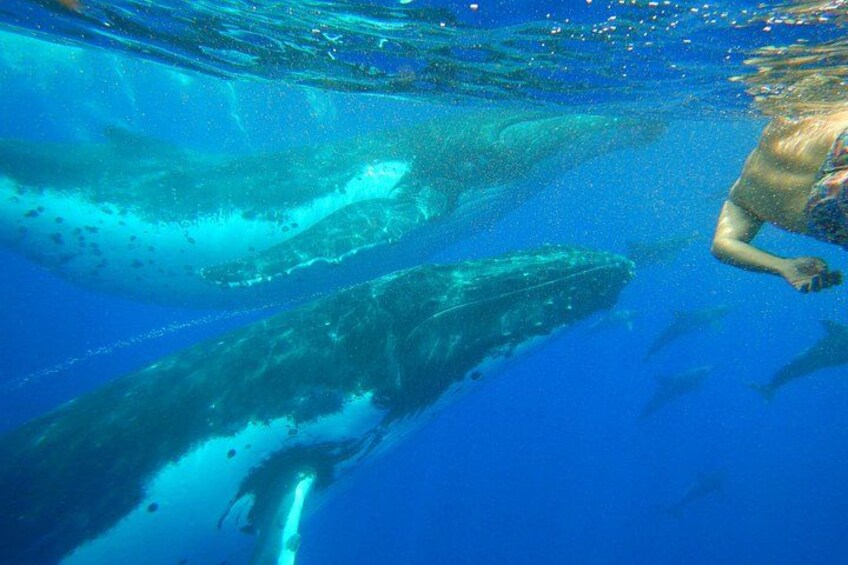 Half day whale tour 4h00 3