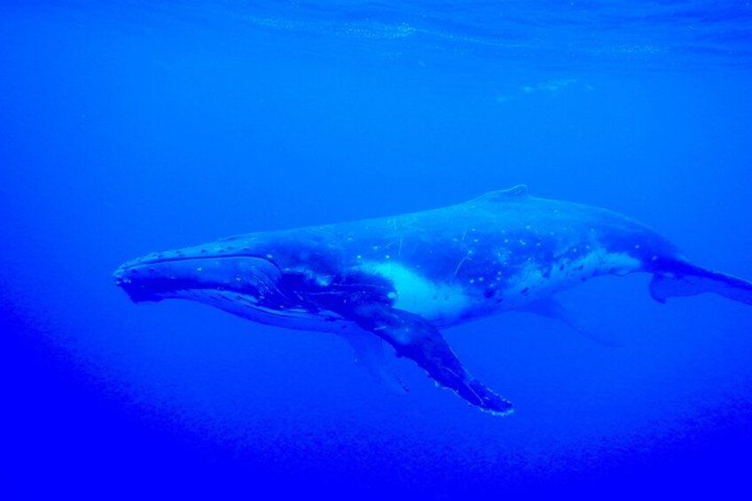 Half day whale tour 4h00 2