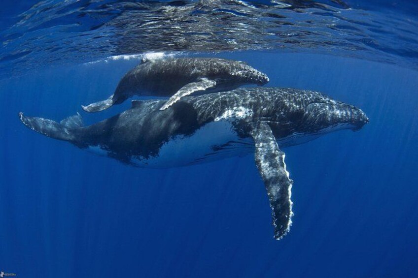 Half day whale tour 4h00 2