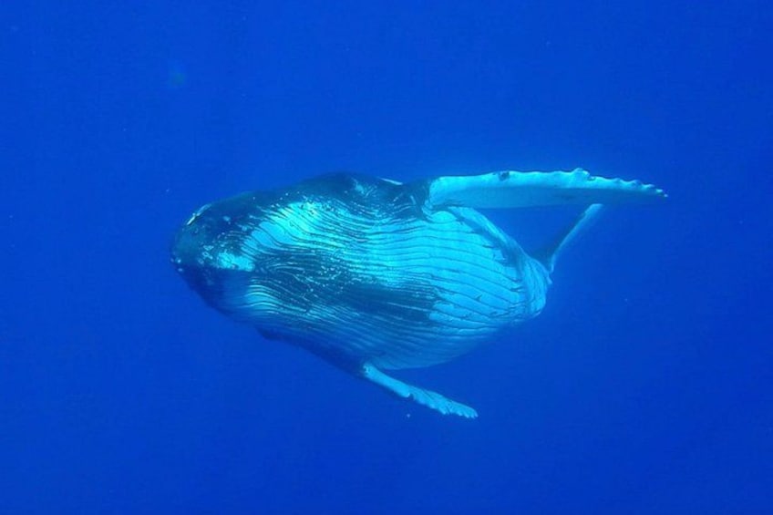 Half day whale tour 4h00 2
