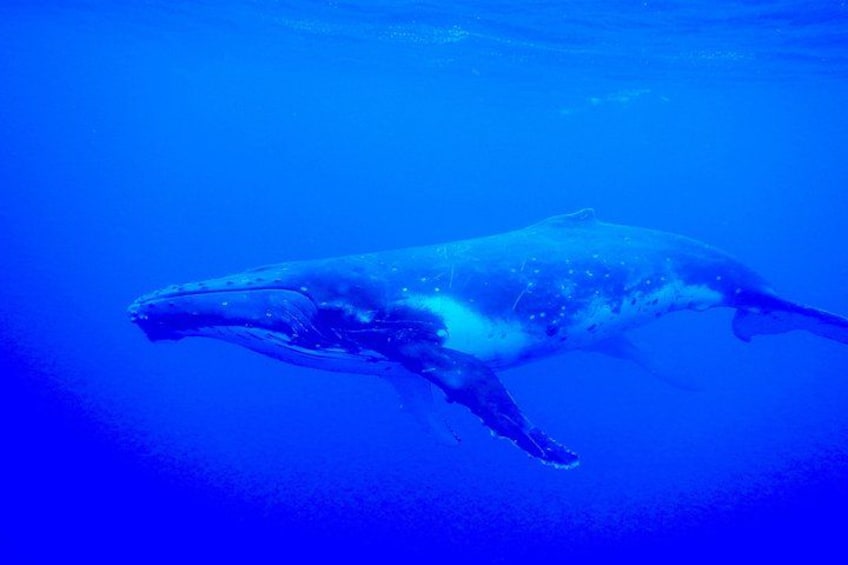 Half day whale tour 4h00 2