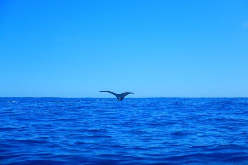 Half day whale tour 4h00 2
