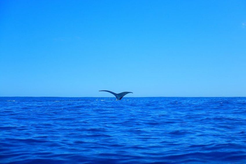 Half day whale tour 4h00 3