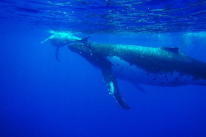Half day whale tour 4h00 1