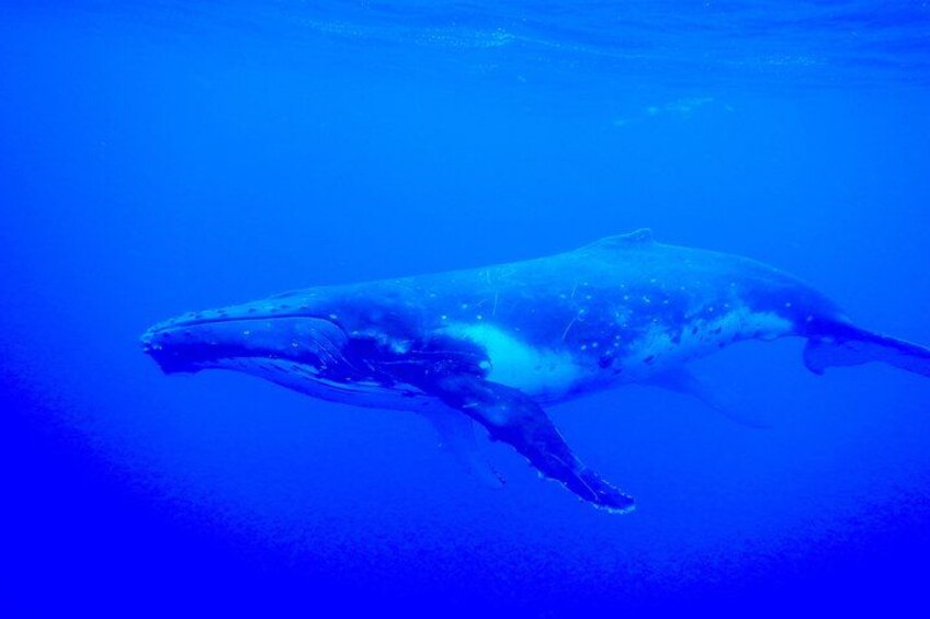 Half day whale tour 4h00 2