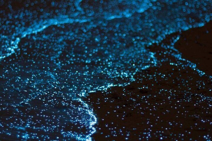 Grand Cayman Bioluminescent Bay & Starfish Point Boat Tour 3