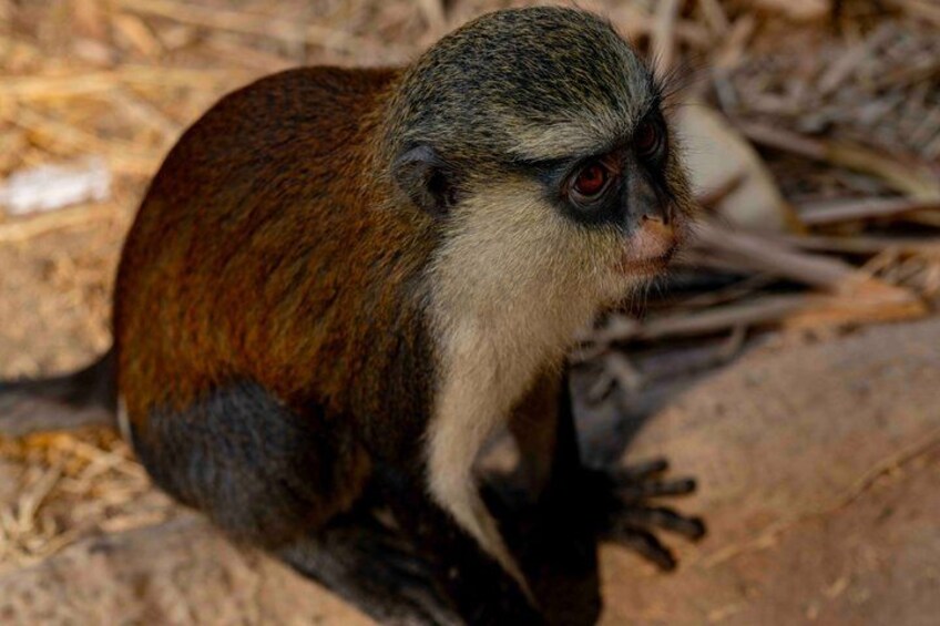 A monkey with reddish eyes and brown fur sitting on a rock. 2