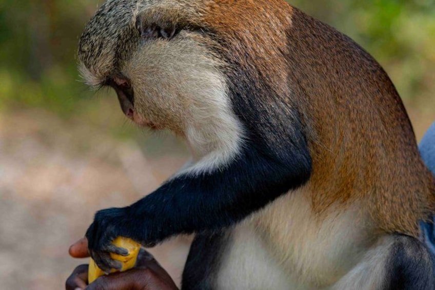 A monkey with a brown and white coat, holding a banana. 3