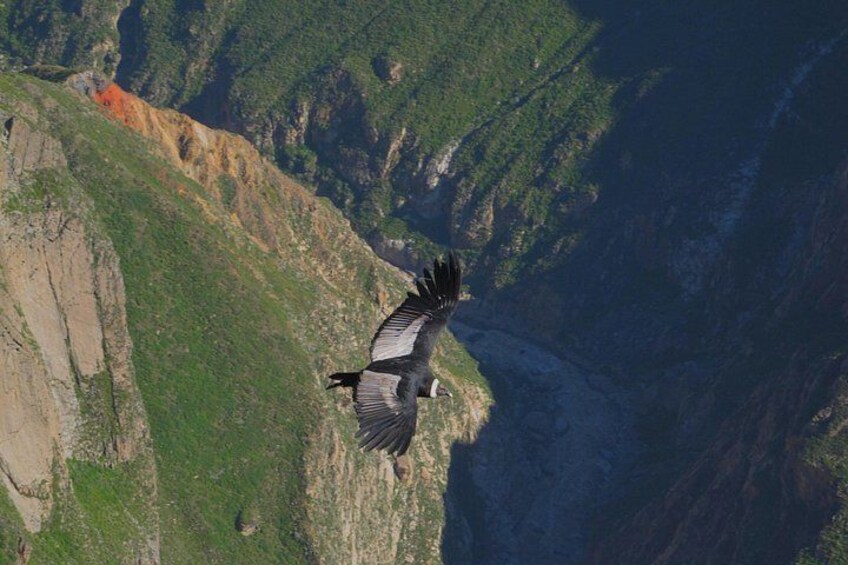 A bird in flight over a mountainous landscape. 5