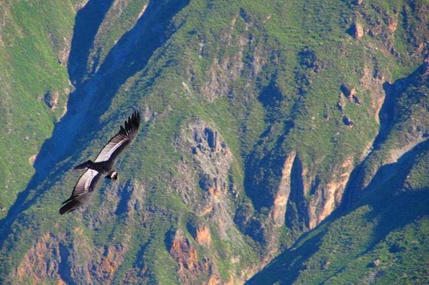 A bird flying over a mountainous landscape. 3