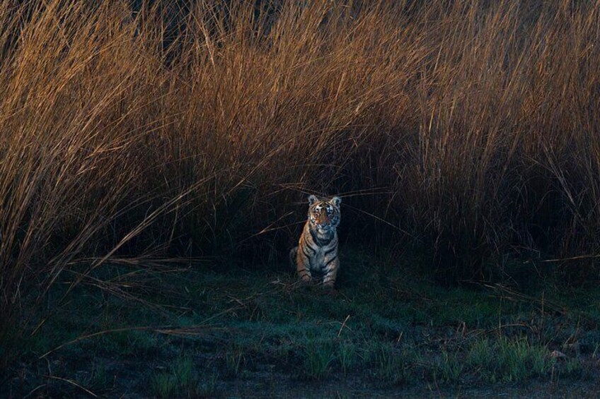 Un tigre dans l’herbe haute. 3