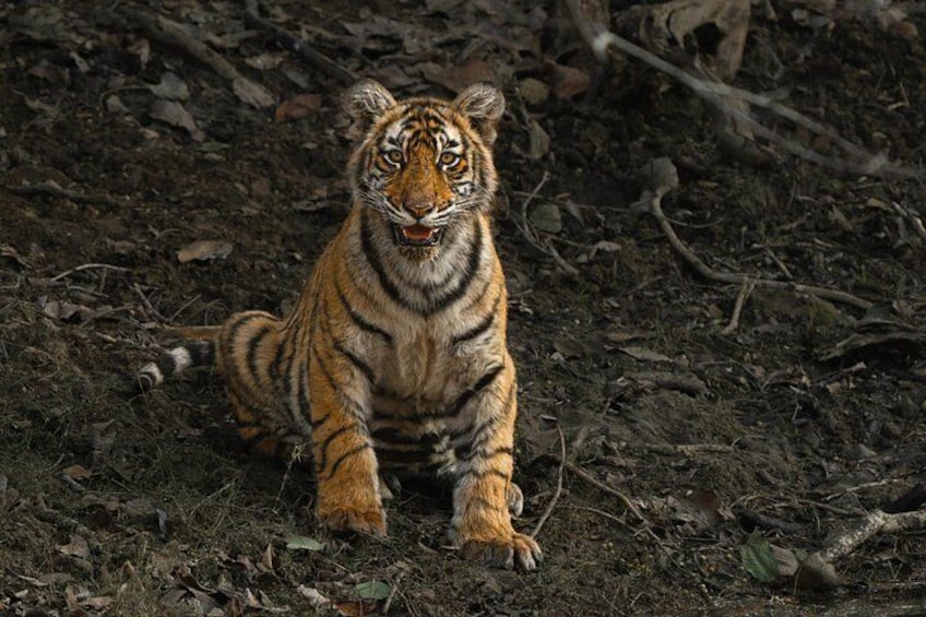 Un tigre assis par terre, entouré de feuilles et de branches sèches. 5