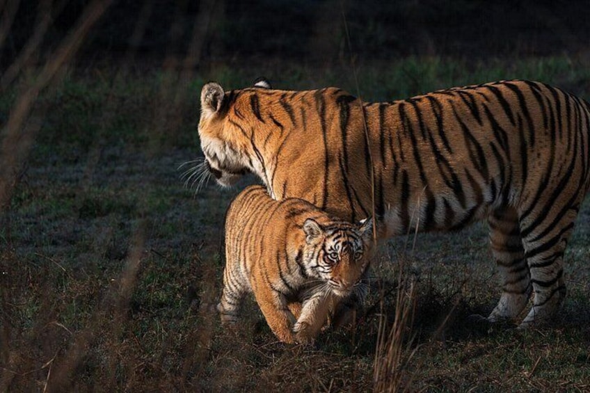Un tigre et son petit dans un champ d’herbe. 2