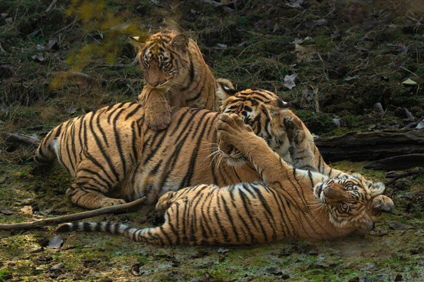 Trois tigres dans un environnement naturel, avec une forêt en arrière-plan. 4