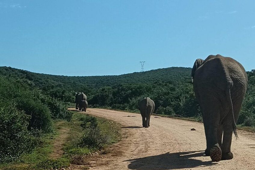 Port Elizabeth Addo Elephant National Park All Inclusive Safari 3