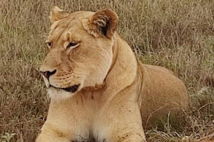 A lion lying in tall grass. 2