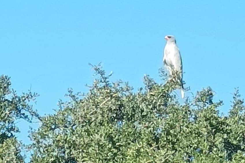 Un pájaro posado en una rama de árbol. 4