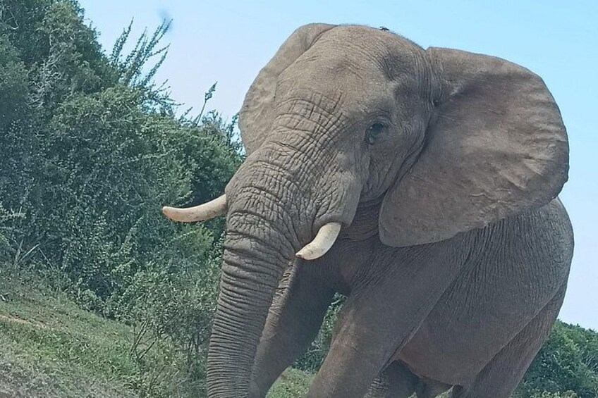 Port Elizabeth Addo Elephant National Park All Inclusive Safari 4