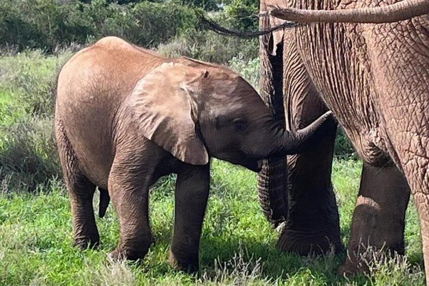 Port Elizabeth Addo Elephant National Park All Inclusive Safari 1
