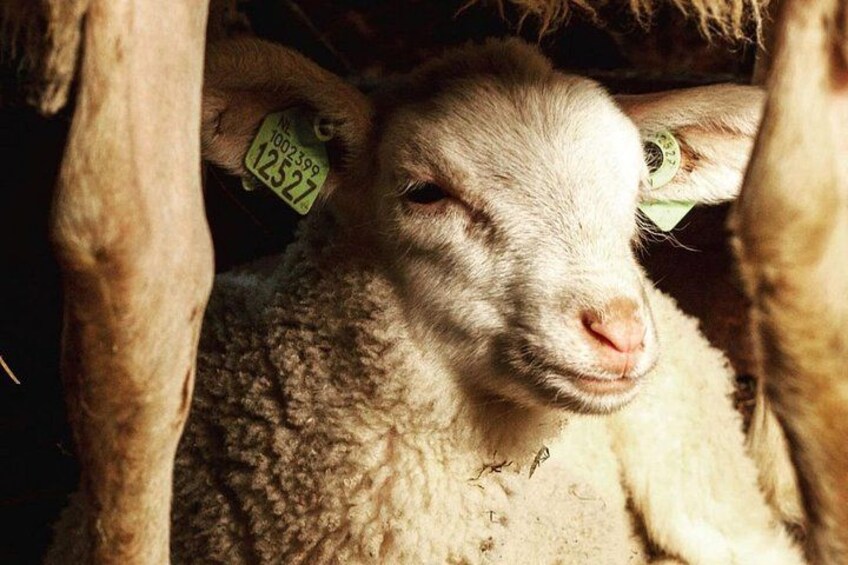 A lamb with ear tags, in a barn setting. 4