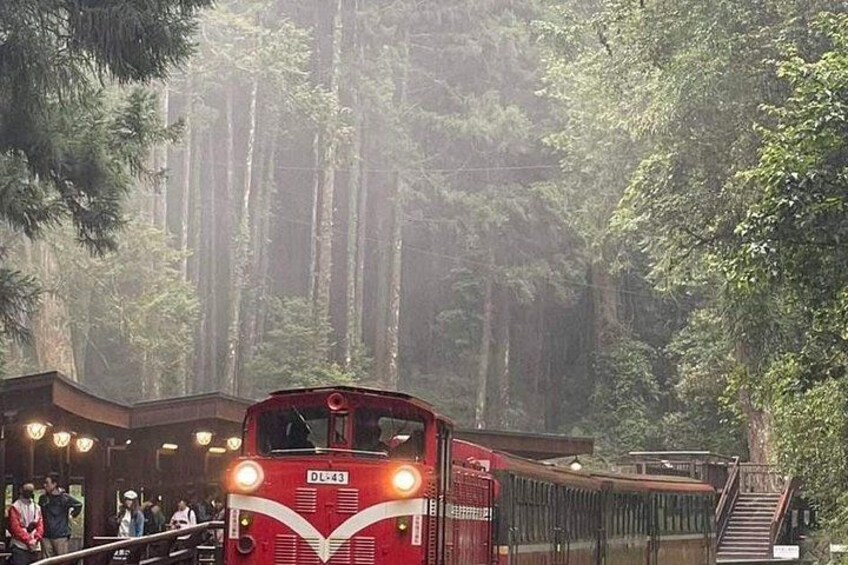 Alishan One Day Tour from Taichung 5