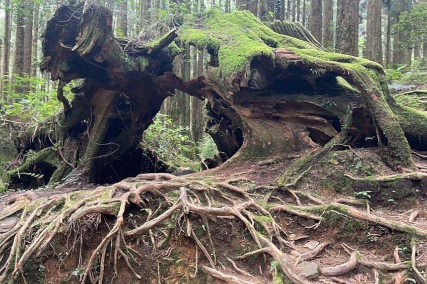 Alishan One Day Tour from Taichung 3
