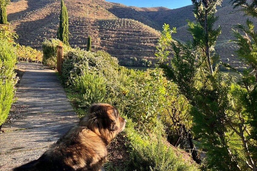 A dog on a stone path surrounded by greenery and hills. 2
