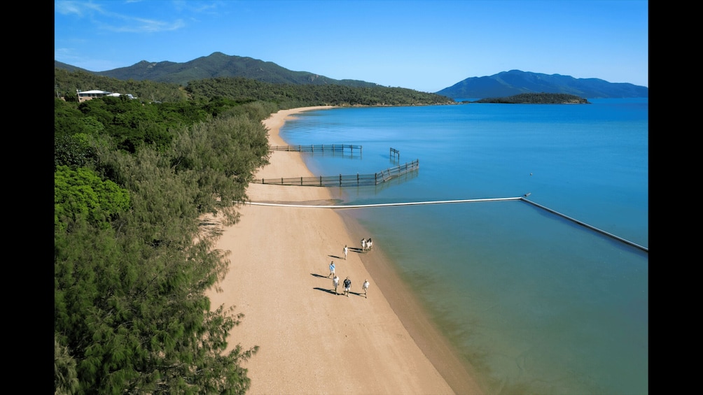A beach with a wooden pier extending into calm waters, surrounded by dense greenery and mountains in the distance. 4