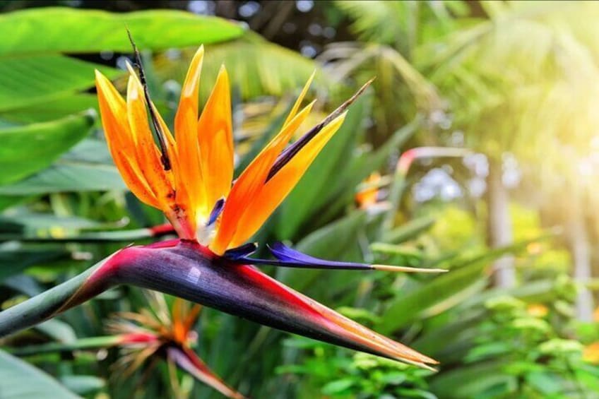 A Bird of Paradise flower with orange and yellow petals and a red and purple spadix. 1