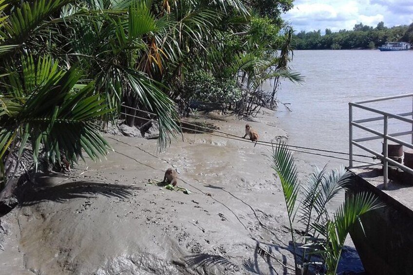 A sandy beach with palm trees and a person walking. 3