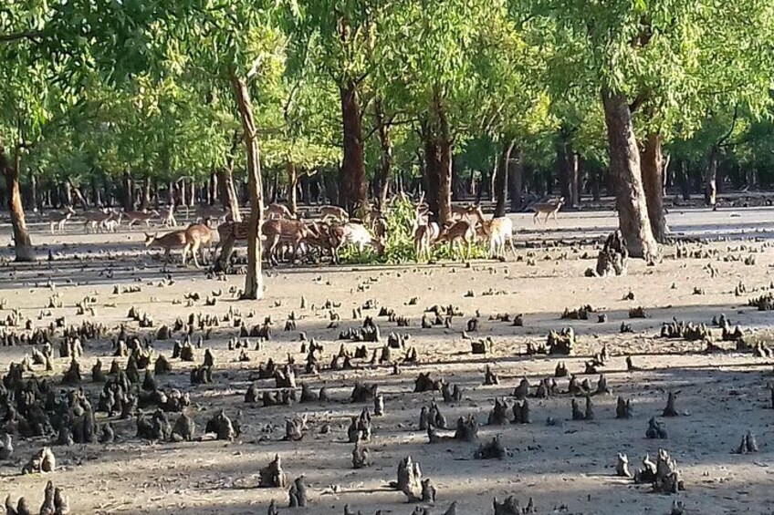 A park with trees, a group of deer, and numerous birds. 1