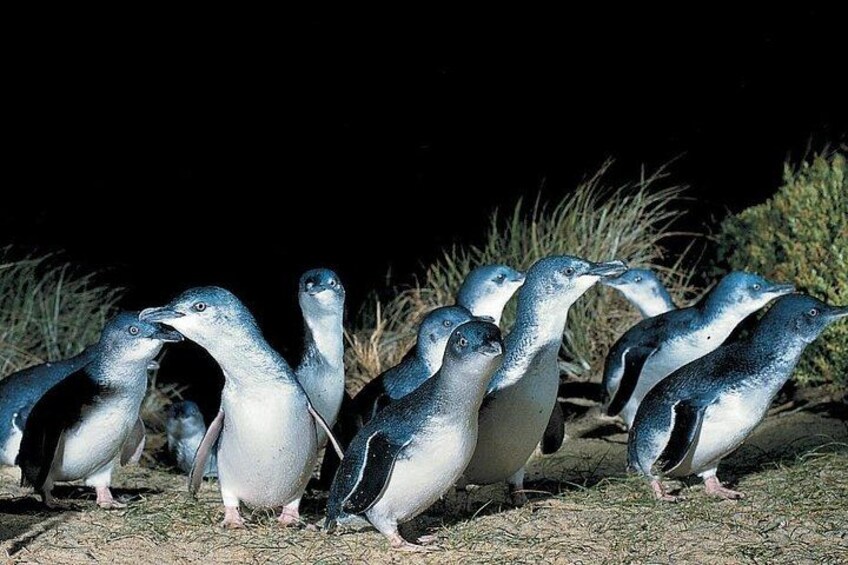 A group of penguins standing on a grassy area at night. 4
