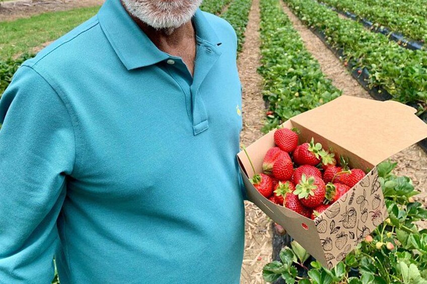 A person holding a box of strawberries in a field. 3