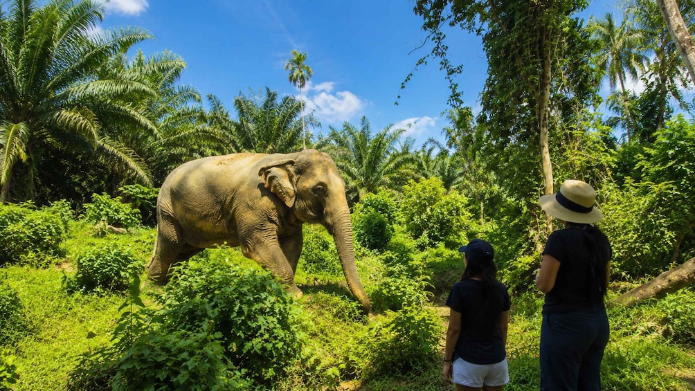 An elephant in a lush green forest with two people observing. 4