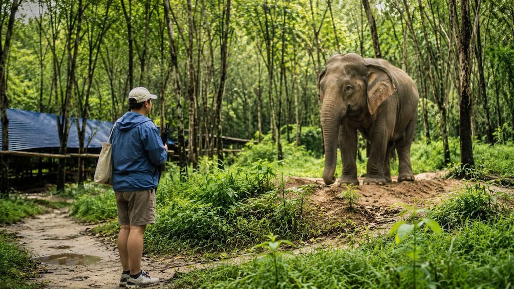 A person with a camera in a forested area, an elephant on a dirt path, and a blue-roofed structure in the background. 3