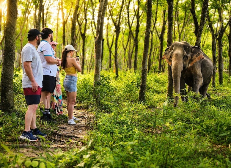 A group of people observing elephants in a forested area. 5