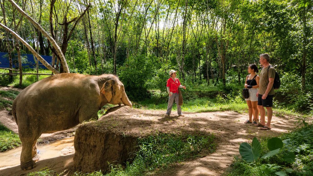 An elephant near a dirt path with people observing in a forested area. 2