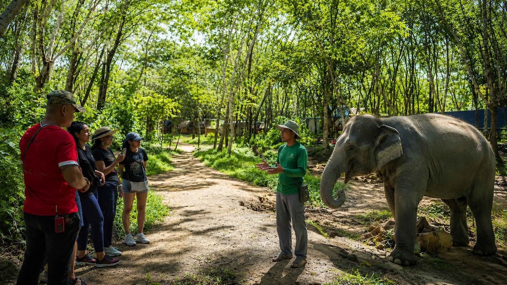 A group of people observing an elephant in a forested area with a dirt path. 1