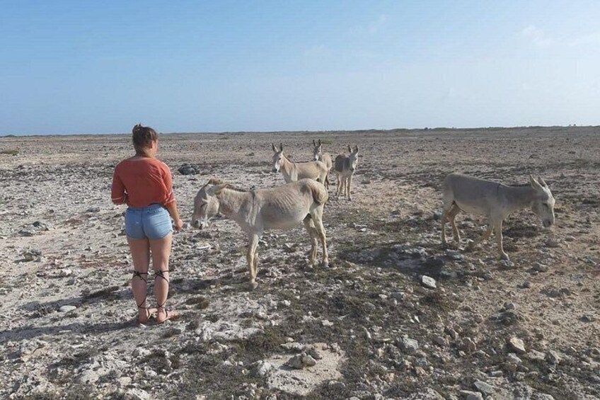 Private Tour of Bonaire 1