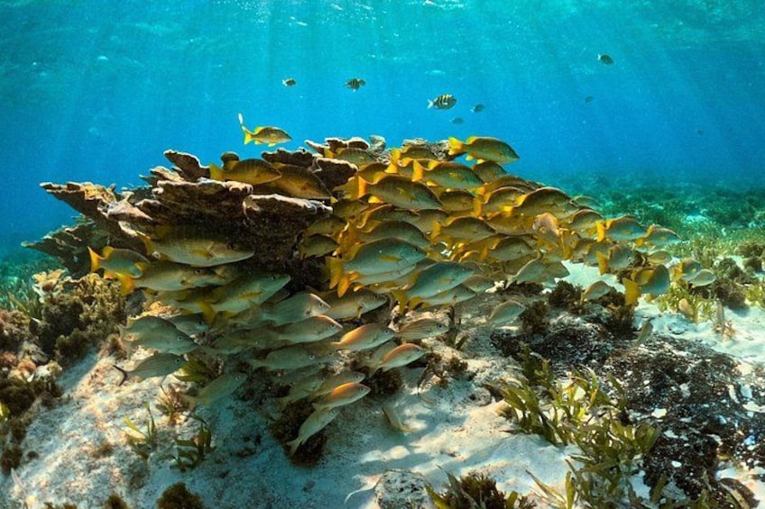 Un banco de peces nadando cerca de un arrecife de coral. 2