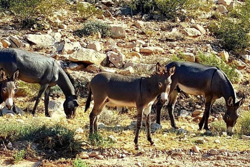 Donkeys grazing in a rocky, arid landscape. 2
