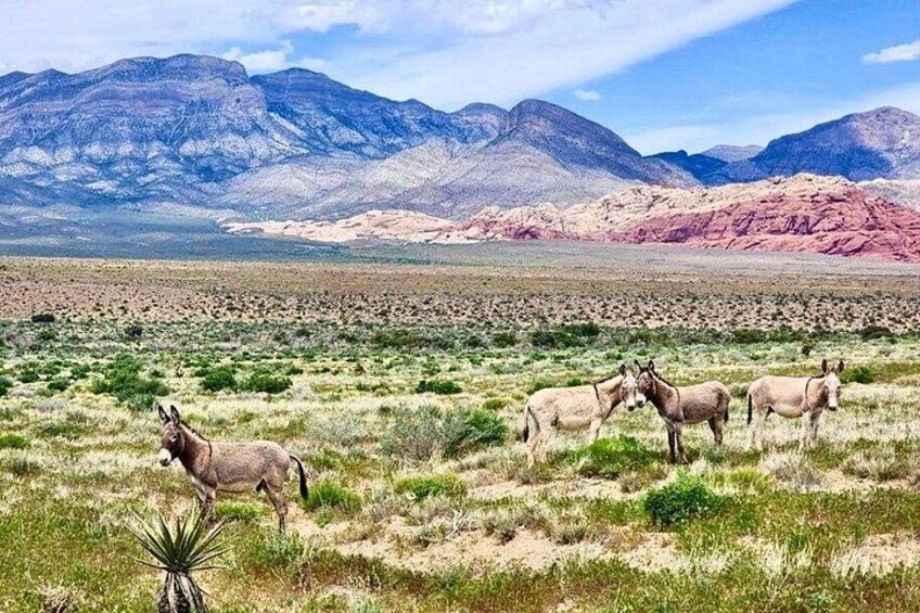 Paisaje desértico con montañas al fondo y tres burros pastando en primer plano. 2