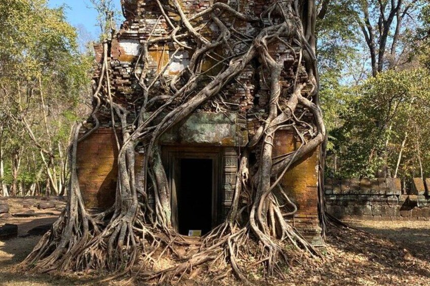 Un temple dont les racines d’arbres tentaculaires s’entrelacent avec sa structure. 5