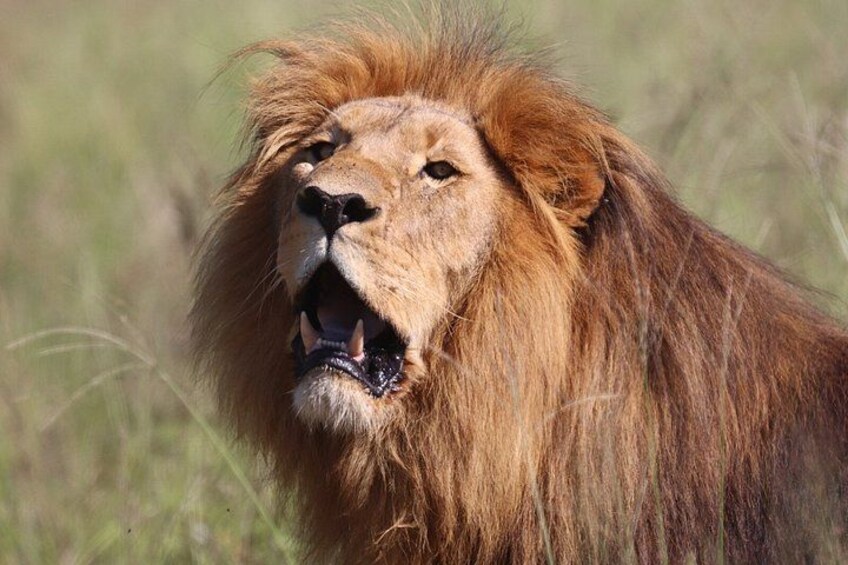 Full-Day Addo Park & Schotia Reserve (Open 4x4 Vehicle) 1